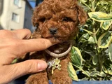 Toy Poodle Bebekleri̇ Gelmi̇şti̇r