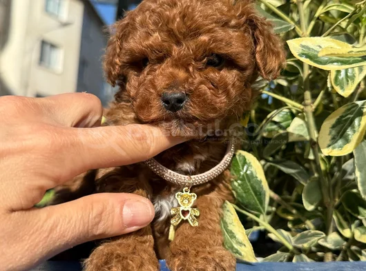 Toy Poodle Bebekleri̇ Gelmi̇şti̇r görsel