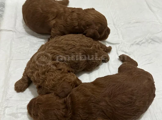 Erkek Ve Dişi Kore Poddle Teacbup görsel