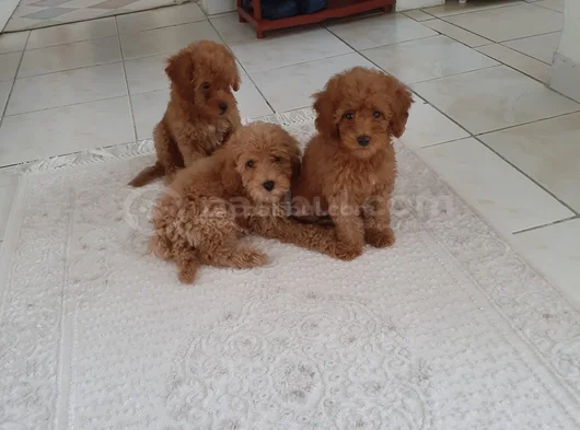 Ankaranın En Elit Minyatür Poodle Yavruları Ziyarete Açık görsel
