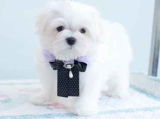 Petmode Köpek Çifrtliğinden Tea Cup Kore Maltese görsel