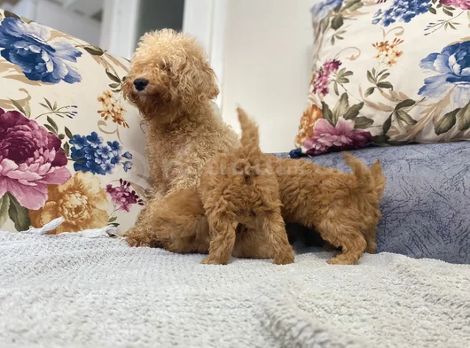 Ankaranın En Elit Minyatür Poodle Yavruları Ziyarete Açık görsel