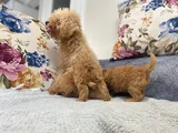 Ankaranın En Elit Minyatür Poodle Yavruları Ziyarete Açık