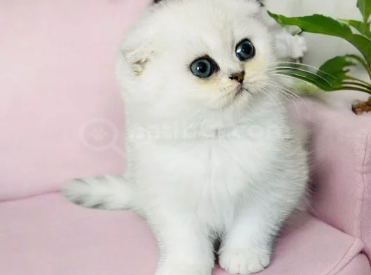 Show Kalite Scottish Fold Silver