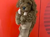 Dişi Ve Erkek Kore Toy Poodle Bebekler