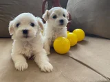 pamuk gibi maltese bebişler