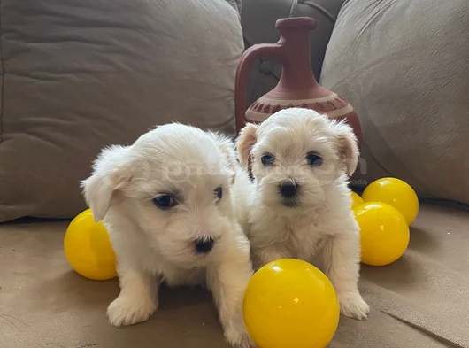 Pamuk Gibi Maltese Bebişler görsel