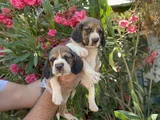 Mükemmel Kali̇tede Beagle Yavrular
