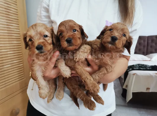 Maltipoo Bebekler görsel