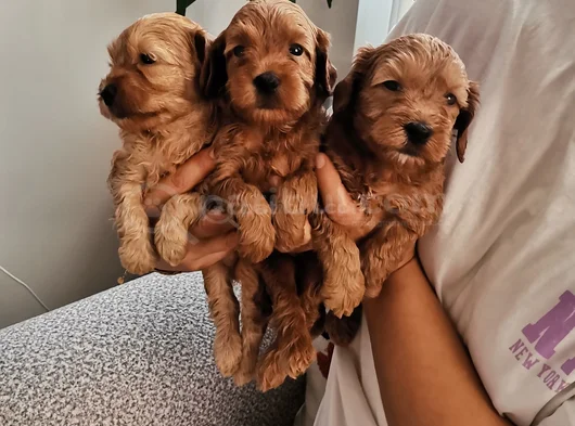 Maltipoo Bebekler görsel