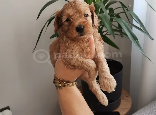 Maltipoo Bebekler görsel