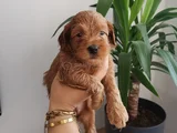 Maltipoo Bebekler