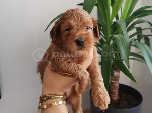 Maltipoo Bebekler görsel