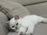 British Yavru Kedi