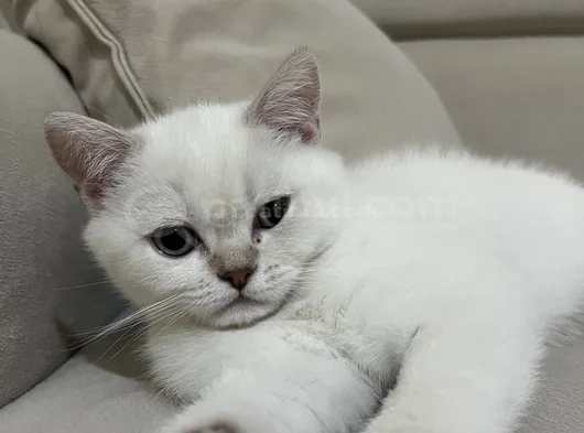 British Yavru Kedi