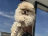 Petmode Köpek Çiftliğinde Ziyarete Açık Teddy Pomeranian