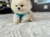 Ayi Sürat Efsane Pomerani̇an Boo