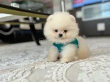 Ayi Sürat Efsane Pomerani̇an Boo
