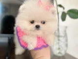 Mi̇ni̇ Boy Di̇şi̇ Pomerani̇an Boo