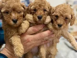 Ankaranın En Elit Minyatür Poodle Yavruları Ziyarete Açık