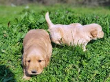Kali̇teni̇n Zi̇rvesi̇ Bebek Yüzlü Golden Yavrular