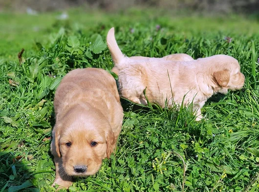 Kali̇teni̇n Zi̇rvesi̇ Bebek Yüzlü Golden Yavrular görsel