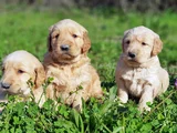 KALİTENİN ZİRVESİ BEBEK YÜZLÜ GOLDEN YAVRULAR