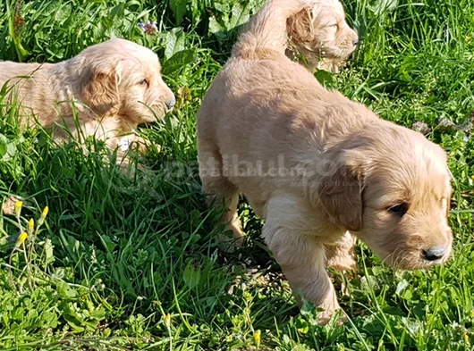 Kali̇teni̇n Zi̇rvesi̇ Bebek Yüzlü Golden Yavrular görsel
