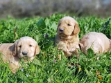 Kali̇teni̇n Zi̇rvesi̇ Bebek Yüzlü Golden Yavrular