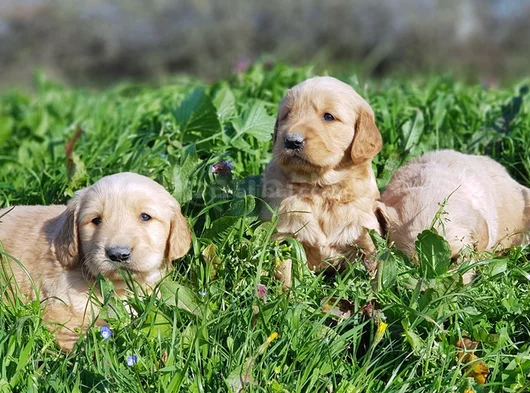 Kali̇teni̇n Zi̇rvesi̇ Bebek Yüzlü Golden Yavrular görsel