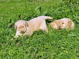 Kali̇teni̇n Zi̇rvesi̇ Bebek Yüzlü Golden Yavrular