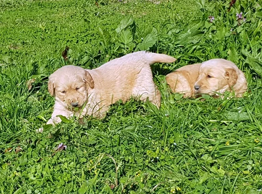 Kali̇teni̇n Zi̇rvesi̇ Bebek Yüzlü Golden Yavrular görsel