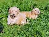 Kali̇teni̇n Zi̇rvesi̇ Bebek Yüzlü Golden Yavrular