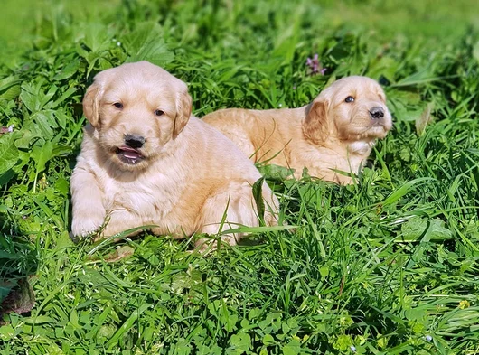 Kali̇teni̇n Zi̇rvesi̇ Bebek Yüzlü Golden Yavrular görsel