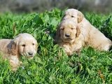 Kali̇teni̇n Zi̇rvesi̇ Bebek Yüzlü Golden Yavrular