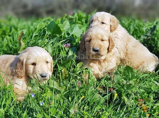 Kali̇teni̇n Zi̇rvesi̇ Bebek Yüzlü Golden Yavrular görsel