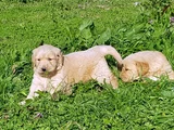 Kali̇teni̇n Zi̇rvesi̇ Bebek Yüzlü Golden Yavrular