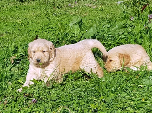 Kali̇teni̇n Zi̇rvesi̇ Bebek Yüzlü Golden Yavrular görsel