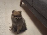 Pomeranian Boo Teddy Ayı Surat