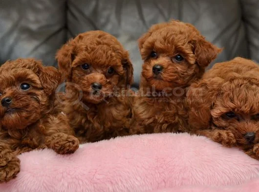 Uygun Fiyatlı Toy Poodle Yavrular görsel