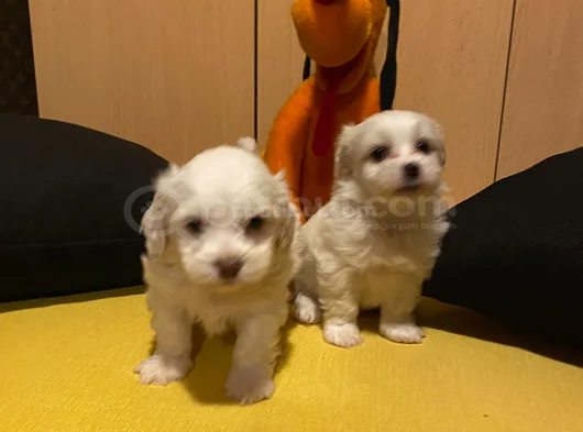 Ev Doğumu Maltese Bebegimiz görsel