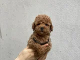 Uygun Fiyatlı Toy Poodle Yavrular