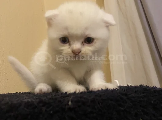 Odd Eyes Ve Top Kafa Scottish Fold Bebeklerim görsel