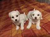 kar beyazı maltese bebeklerimiz