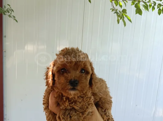 Poodle Ayarında Maltipoo Yavrular görsel