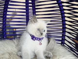 British Shorthair Bluepoint Yavrular