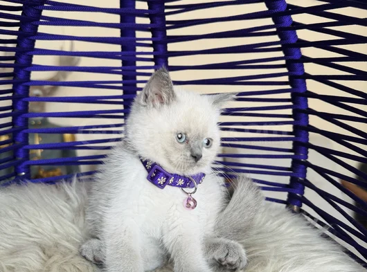 British Shorthair Bluepoint Yavrular görsel