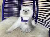 British Shorthair Bluepoint Yavrular