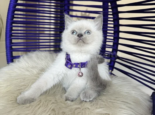 British Shorthair Bluepoint Yavrular görsel