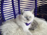British Shorthair Bluepoint Yavrular